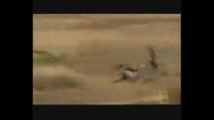 Поведението на Дивите Животни - Компилация