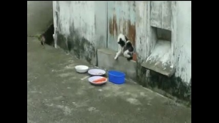Глад, майка - котка, мишка и гарван