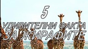 5 удивителни факта за жирафите