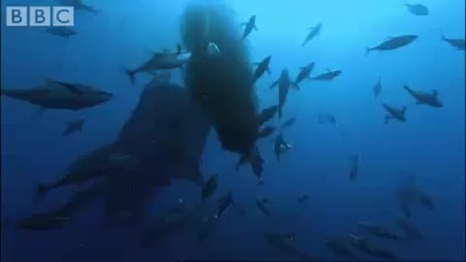 Whale Shark 
