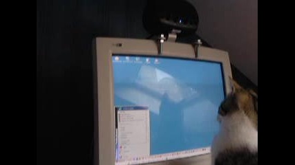 Котка си Играе на Компютъра