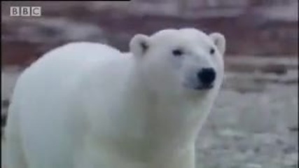 Churchill viewing tower - Vets in the Polar Bear Wild - Bbc animals 