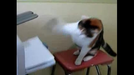 Котка Срещу Принтер