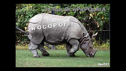 Звуци от природата - Носорог 
