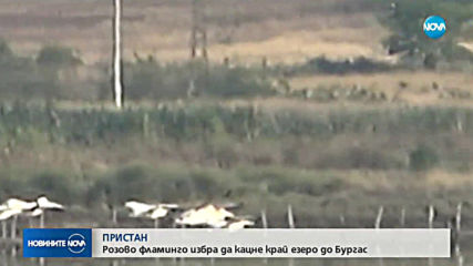 Розово фламинго избра да кацне край езеро до Бургас