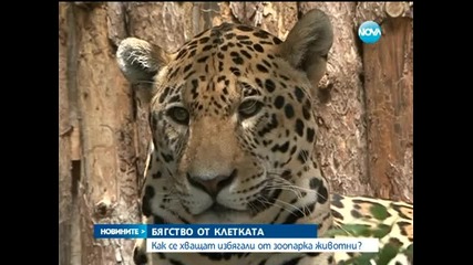 Как се хващат избягали от зоопарка животни?
