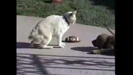 Puppy Golden Retriver Fight With Big cat