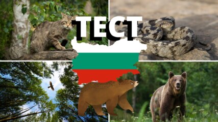 ТЕСТ: Знаеш ли кои животни са застрашени да изчезнат в България?
