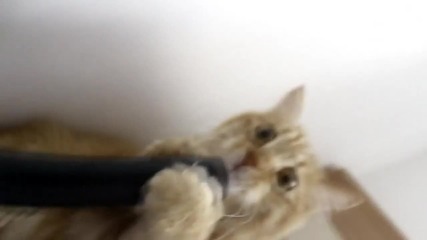 Коте си играе с прахосмукачка