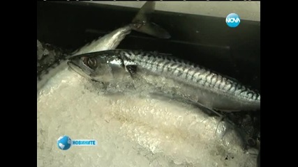 Риби за Никулден 2013 - Новини