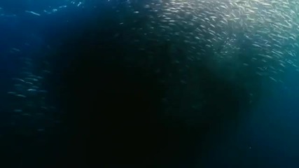 Wild Ocean