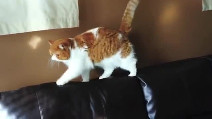 Котета