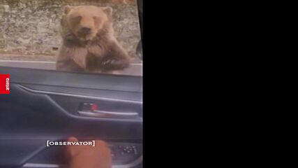 Мечка нападна българин в Румъния, мъжът е опериран