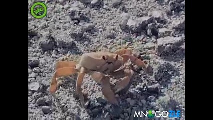 Морският Чък Норис