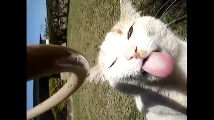 Котка пие вода, от маркуча...