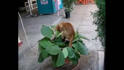 Лудо коте