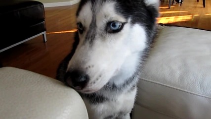 Mishka says ''facebook''- Dog Talking