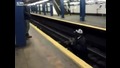 Мъж спасява котка паднала при релсите на метростанция