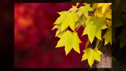 Franco Battiato- Impressioni di settembre-- Импресии на месец септември