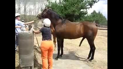 Какво ли ще е видяло това конче 