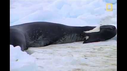 Пингвини срещу Тюлен