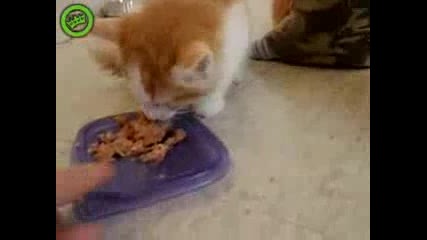 Смях, гладни котки 