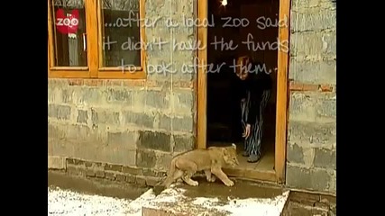 Рускиня живее с лъвове