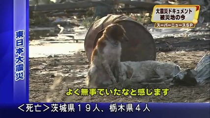 Кученце оцелява след цунами в Япония и помага на другарчето си 