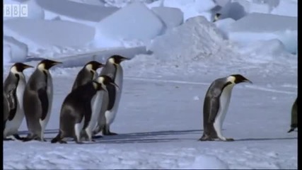 Emperor Penguins v Leopard Seal - Blue Planet - Bbc Earth