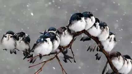Album - Winter Landscapes ( Relaxing music )