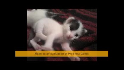 My Kitten Andrew