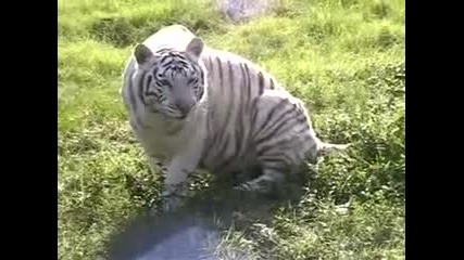 White Tigers "facts Vs Fiction"