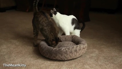 Mean Kitty - Somethings In My Bed 
