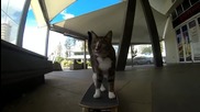 котка скейтър