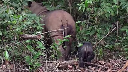 В Индонезия се роди изключително рядък вид носорог (ВИДЕО)