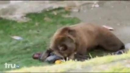 Мечка Разкъсва мъж в зоопарк..(уникални кадри. Видеото не се препоръчва за хора с слаби сърца.))