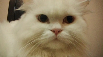 Коте гледа странно