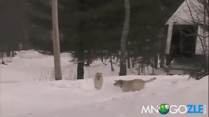 Кучешка пързалка 