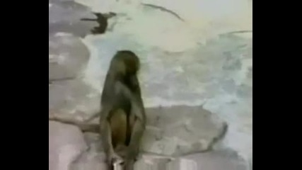 Маймунка Се Плаши От Образа Си - Смях