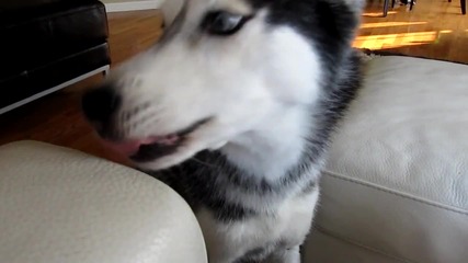 Mishka says _facebook_ - Dog Talking