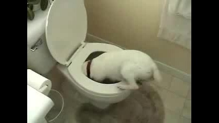 Куче Рови В Тоалетната