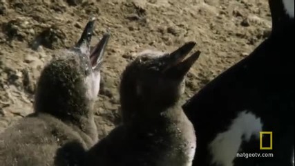 Пустинни Пингвини