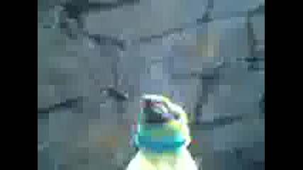 Видео0068
