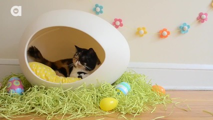 Happy Easter from Pudge the Cat