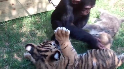 Едно малко шимпанзе, вълк и тигър се срещат за първи път. Тяхната реакция ще стопли сърцето ви!