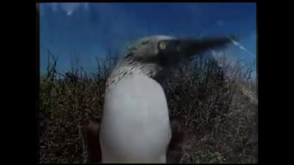 Концерт За Един Глас