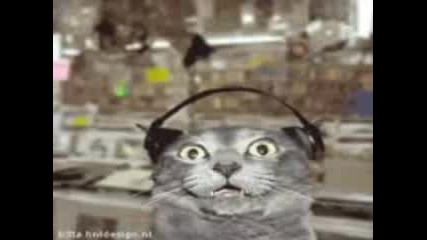 Crazy Cats