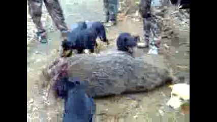 видео0005000(03)