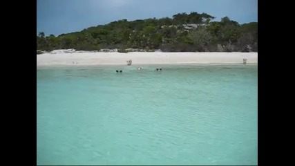 На Бахамите откриха плуващи Прасенца