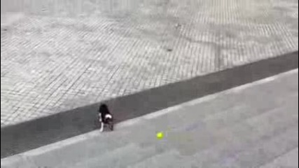 Умно куче играе със себе си